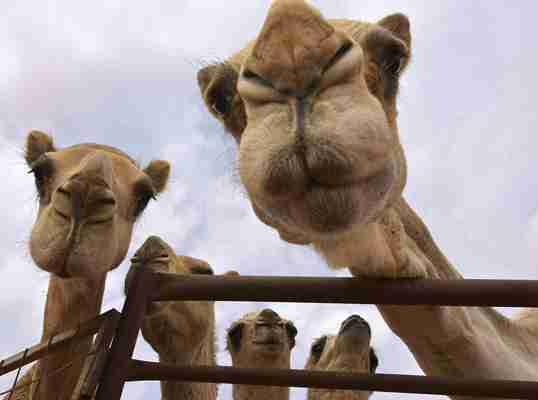 Botox still banned: Saudi Arabia's camel beauty contest is back