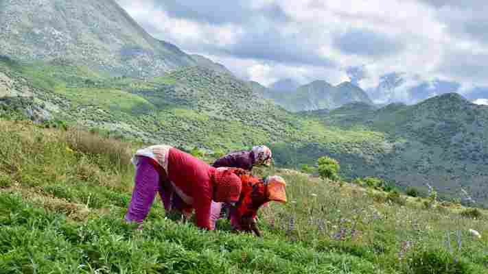 The Albanian mountain crops that keep us looking young