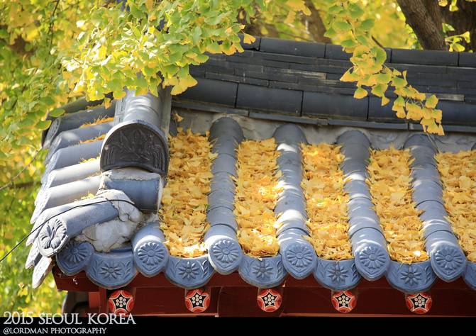 Visit Korea and meet the most beautiful autumn in Nanyi Island