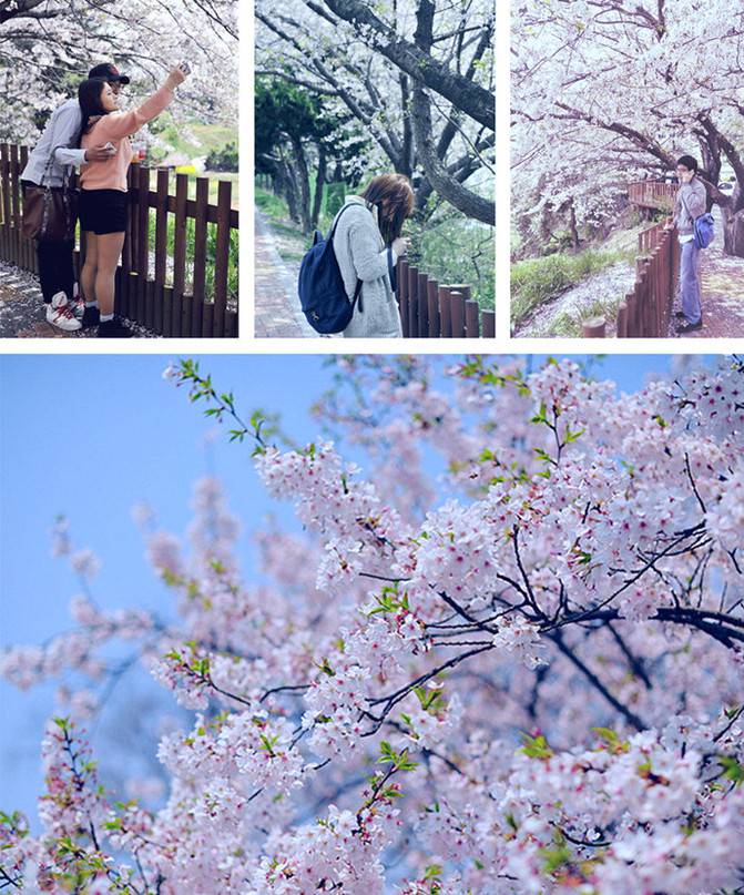 [Korea] spring love song with cherry blossoms and snow in Pusan