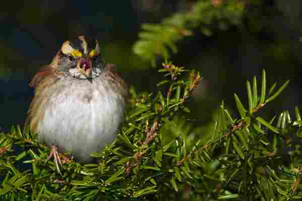 A Canadian sparrow changed its tune - and the song went viral across the continent