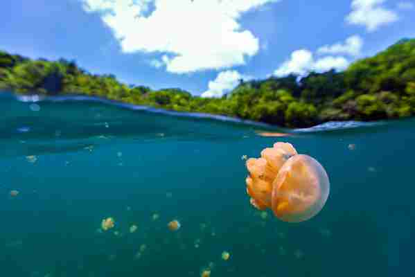 Palau’s incredible Jellyfish Lake is once again welcoming travellers