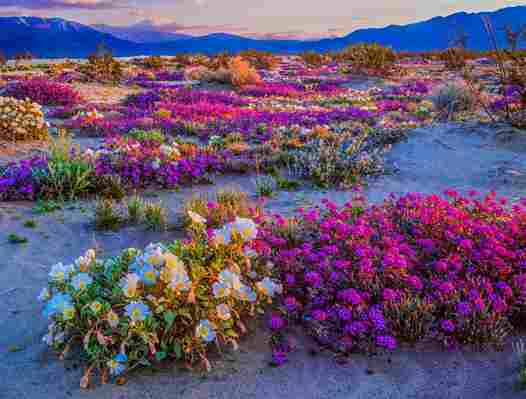 Weather conditions suggest that California may see another superbloom  You might also like:  Spring flowers around the world Jump into spring at these US flower shows
